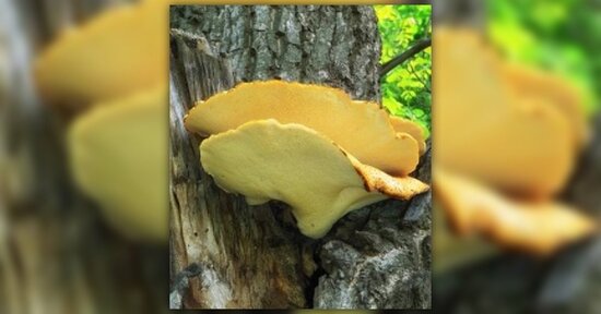 Micoterapia: proprietà del Polyporus