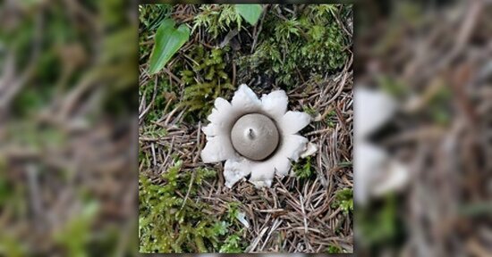 Micoterapia: scopri il Maitake