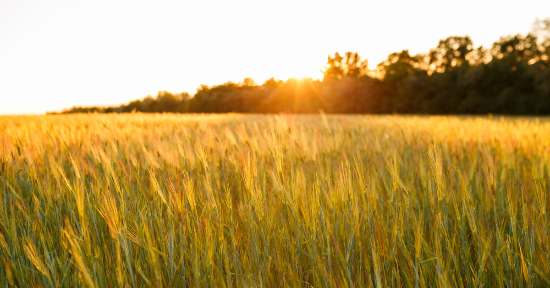 Monococco il cereale del sole