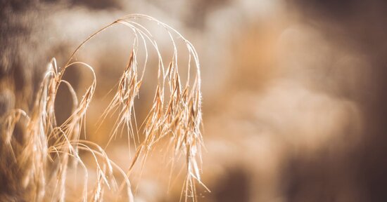 Fiori di Bach: Wild Oat