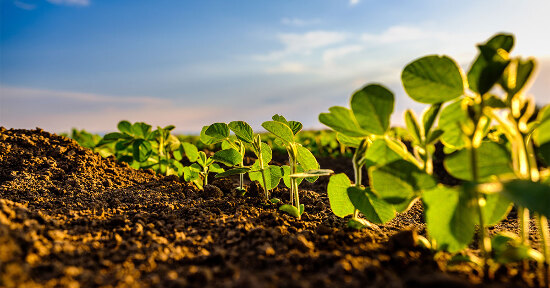 Nutrizione piante: come promuoverne la crescita in modo naturale