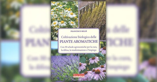 Officinali o aromatiche?