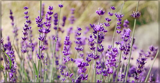 Olio essenziale di Lavanda
