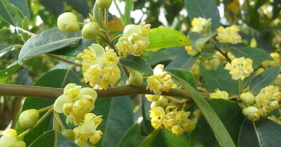 Olio essenziale di Litsea: 7 benefici