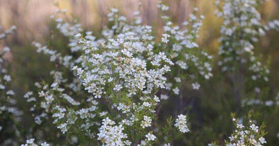 Olio essenziale di Manuka: proprietà e benefici