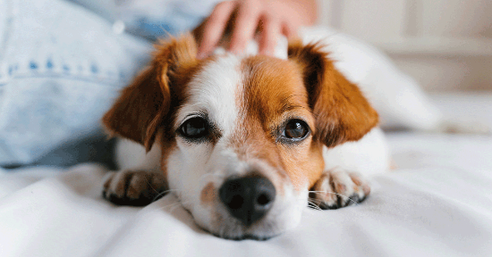 Se il tuo cane non gradisce i farmaci tradizionali prova l'omeopatia