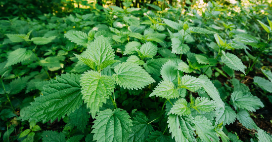 Ortica: la pianta che depura, rinforza e ti aiuta a ritrovare energia (e come usarla)