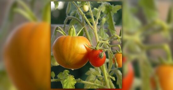 Orto sul balcone: cos’è e come farlo