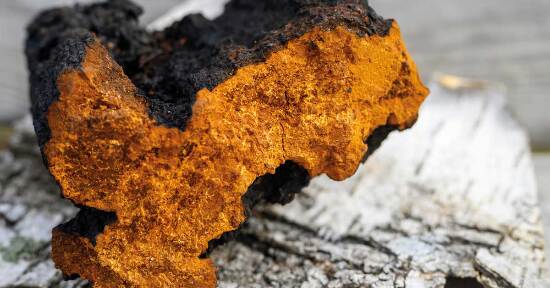 Un fungo medicinale risolve tutti i problemi della tua pelle