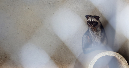 Pellicce, piume, pelle, seta, lana e altri filati: quanto impattano su animali e pianeta?