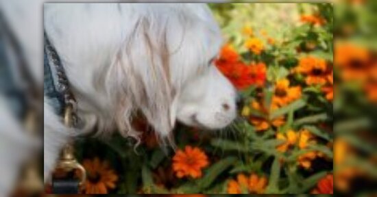 Petalus: fiori di Bach per animali