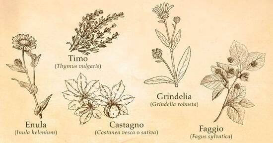 Piante amiche dei bronchi