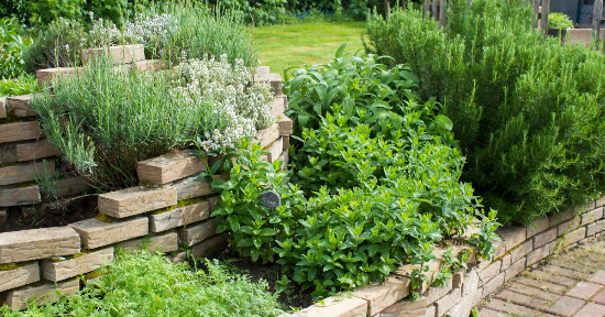 Piante aromatiche per il giardino: 10 idee facili e “profumate”