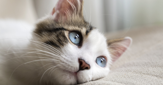 Piante velenose per gatti