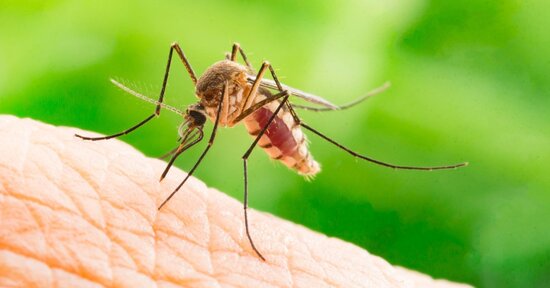 Proteggersi dalle zanzare e dai piccoli insetti in modo naturale con gli oli essenziali