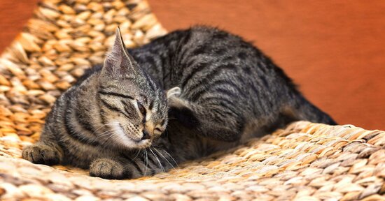 Pulci e zecche nel cane e nel gatto