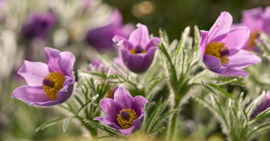 Pulsatilla: a cosa serve