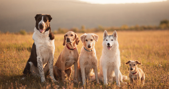 Qual è il cane più bello del mondo?