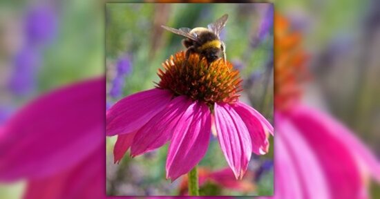 Quando la bella stagione tarda ad arrivare: tintura madre di Propoli ed Echinacea