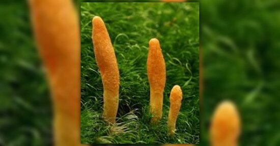 Micoterapia: rafforza la tua energia con il Cordyceps