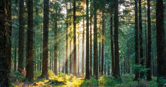 Respira l’aria del bosco a casa tua
