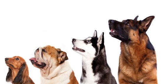 Equilibrio Intestinale per Cani: Riabilitazione in 3 Fasi per Migliorare Salute e Immunità