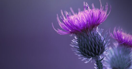 Rimedi naturali per il fegato