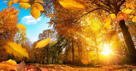 Rimedi naturali per l'Autunno