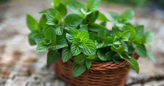 Rimedio naturale e gustosa in cucina: la menta