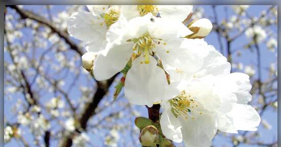 Risveglio di primavera