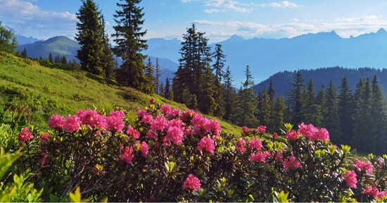 Rosa alpina: proprietà del balsamo alpino