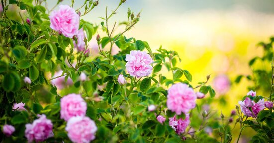 Rosa Damascena: il profumo del Paradiso