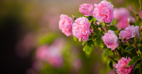 Rosa Damascena: proprietà e caratteristiche