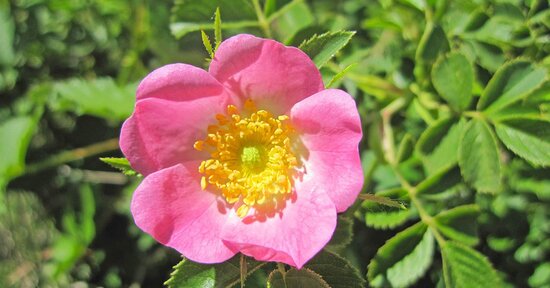 Rosa mosqueta, tesoro del Cile