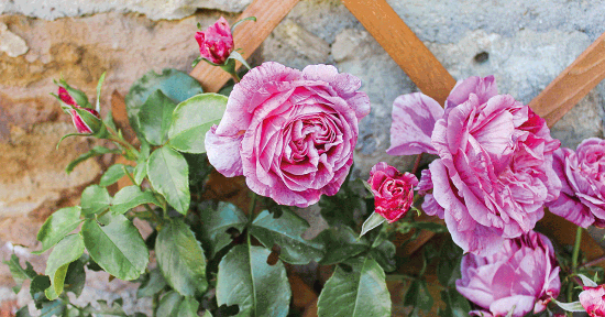Impara a coltivare le rose in giardino (e utilizzarle in cucina)