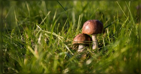 Scegli i funghi medicinali giusti!
