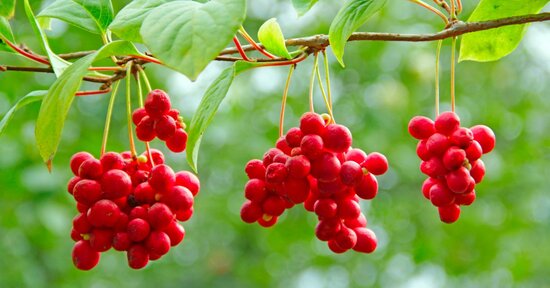 Schisandra: la bacca della longevità