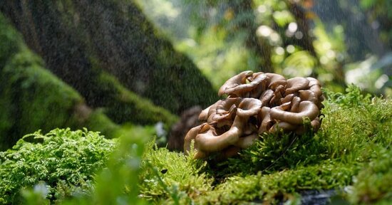 Scopri 3 mushroom speciali: Reishi, Shiitake e Maitake  sono funghi dalle incredibili proprietà