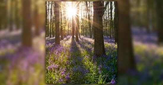 Fiori di bach: sei poco tollerante?