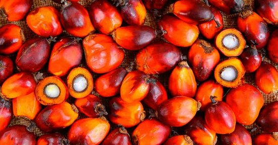 Sotto il sole con l'Olio di Palma... rosso!