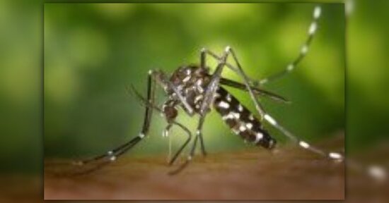 Rimedi naturali contro le zanzare