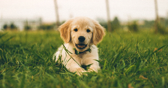 Alimentazione naturale per il tuo cucciolo
