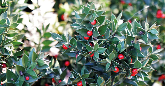 Star bene in inverno