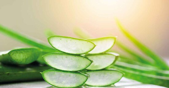 Stomatite felina: usa l'aloe