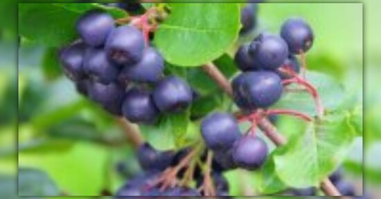 Succo di aronia: proprietà e benefici