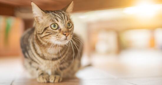 Taurina: perché è importante per il tuo gatto