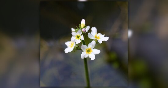Fiori di bach: ti dicono che sei un solitario?