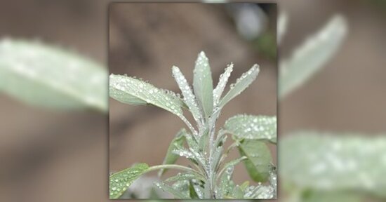 Tintura madre di salvia