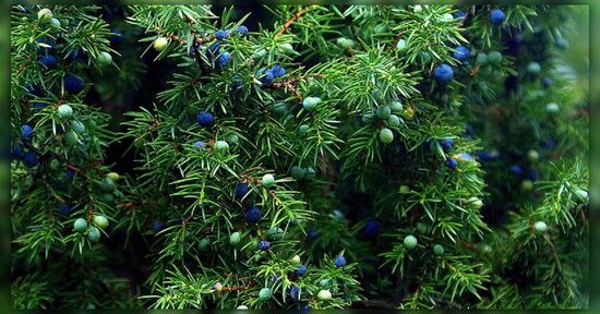 Tisana al ginepro in autunno e inverno