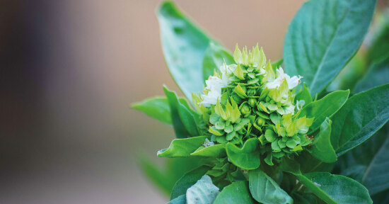 Tulsi i benefici del basilico santo
